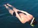 sail384