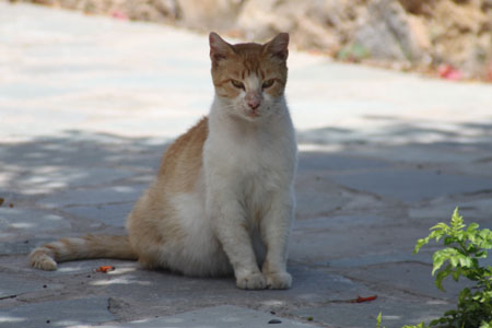 grecia46